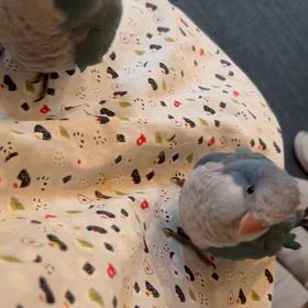 オキナインコいかがですか〜⁇の画像