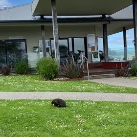 ハリモグラ!!の画像