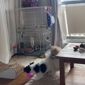 まるで運動会　2026.3.16の画像