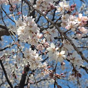 ブローチ落下防止と簡単ネックレス装着❣️の画像