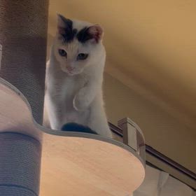 桃ちゃんに早いクリスマスプレゼント♡の画像