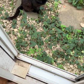 ちょろの白髪の画像