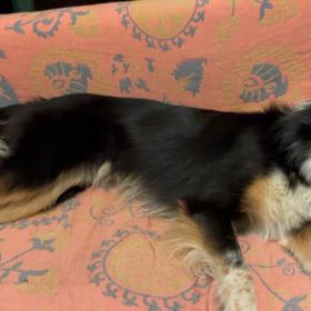 犬の新技　キックの画像