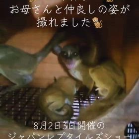 コビトガラゴベビーの画像