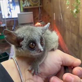 ショウガラゴの画像