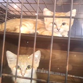 スナネコの画像