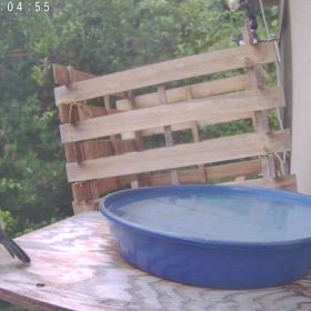 すぎぴたんの事件簿シーズン3　564話（ヤマガラ、そしてシジュウカラ）の画像