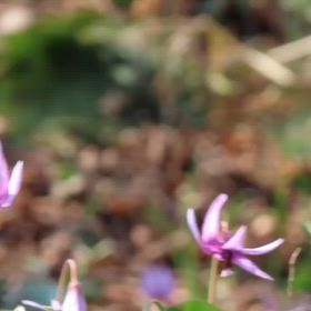 先日の「カタクリ群生地」の画像
