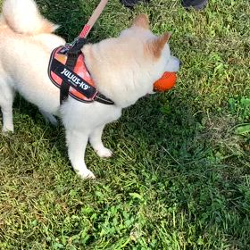 あさんぽ♪の画像