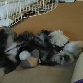 きょうのわんこ：ひとり遊びの画像