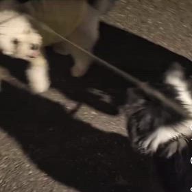 MATIC  お留守番も楽しいの画像