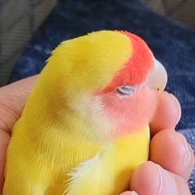 食って遊んで寝るの画像