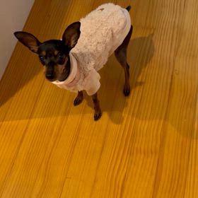 ごはん食べたいのの画像