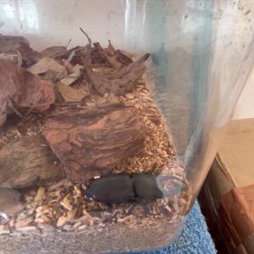 まだまだ元気ですの画像