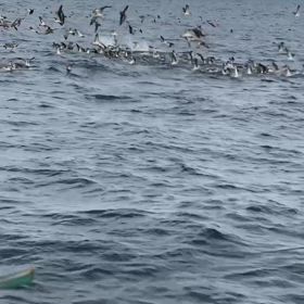 朝からキハダ！激アツの画像