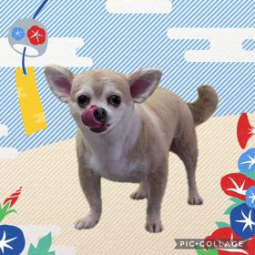 DOGXDOG ラブちゃんの画像