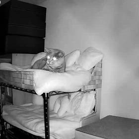 まりも観察日記・その３の画像