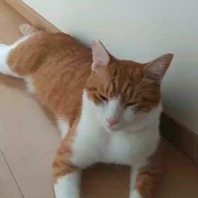 ちゃちゃ丸通信 第10号ー！の画像