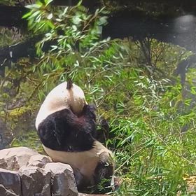 シャオシャオ動画2の画像