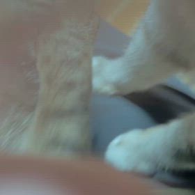 甘えん坊たちの画像