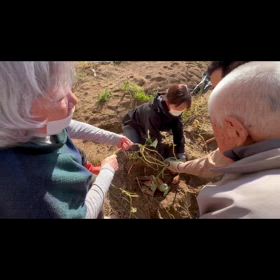芋掘りの画像