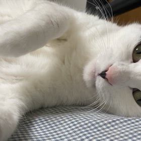 添い寝しちゃるの画像