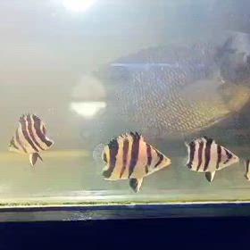 超激レア！ダトニオノーテールショート明日輸入します！の画像