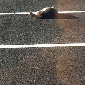 ゴロンゴロン️の画像