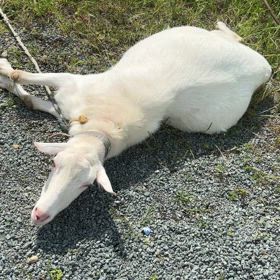 ごろごろヤギの画像