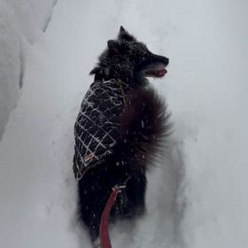 こんなに降ったとは知らなかった日曜日で良かったの画像