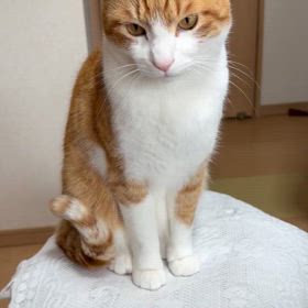 ちゃちゃ丸通信 Vol.21号ー！の画像