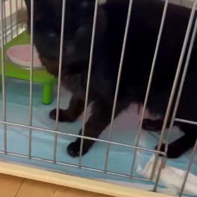 ”黒猫さんを保護しています。”情報提供お願いしますの画像