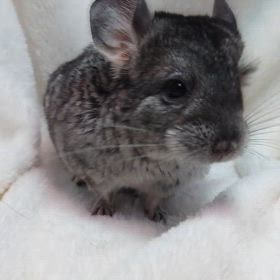 ご家族様募集中のチンチラちゃん！！！の画像