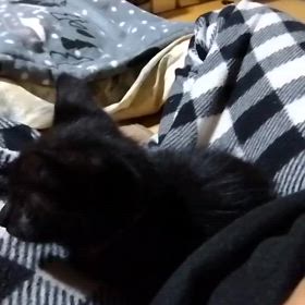2024/10/03の画像