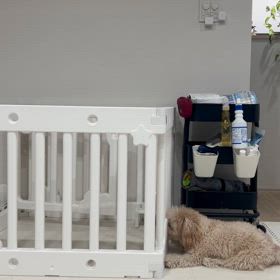 言葉は通じないけどの画像