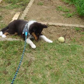 芝刈なっちゃんの画像