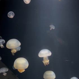 パン祭りの画像