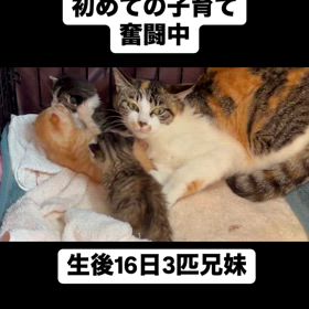 捕獲器の中で出産した三毛母さんの画像