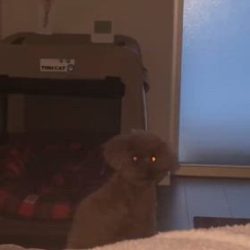 ポコさん　早朝のルーティンの画像