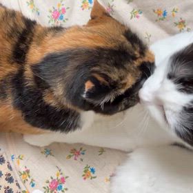 添い寝の幸福の画像