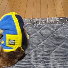 ＂ぐるぐる返し＂が得意だワン！の画像