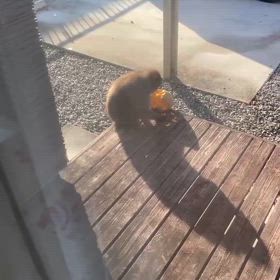 若葉マーク四葉マークどちらも注意しなくちゃの画像