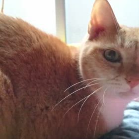 勝手な解釈の画像