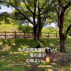 風の音が心地よい日。の画像