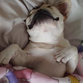 寝言と鼾で幸せ寝。の画像