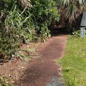 奄美2日目　がじゅまるのトンネルの画像