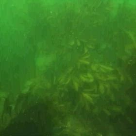 アオリイカの産卵シーン？の画像