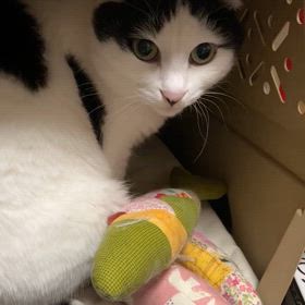 隠れ家からゴー！のさぶちゃんと、明日への意気込みの画像