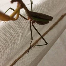 認知症の母…毎日毎日言ってるのに。カマ母さんの夕食を知らないよって他に誰がやるのよ！の画像