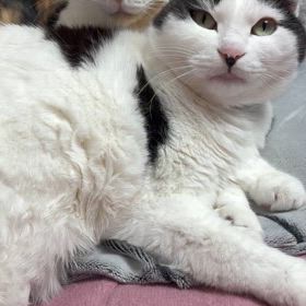 明日はきっとの画像